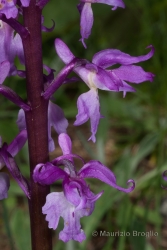 Immagine 4 di 6 - Orchis mascula (L.) L.
