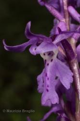 Immagine 5 di 6 - Orchis mascula (L.) L.