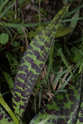 Immagine 5 di 7 - Dactylorhiza maculata (L.) Soó