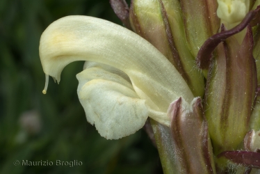 Immagine 5 di 6 - Pedicularis comosa L.