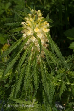 Pedicularis foliosa L.