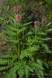 Immagine 1 di 4 - Pedicularis recutita L.