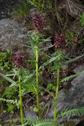 Immagine 2 di 4 - Pedicularis recutita L.