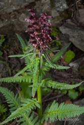 Immagine 3 di 4 - Pedicularis recutita L.
