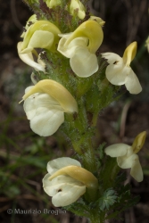 Immagine 4 di 4 - Pedicularis tuberosa L.