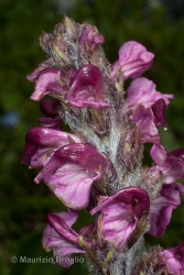 Immagine 4 di 4 - Pedicularis rostratospicata Crantz
