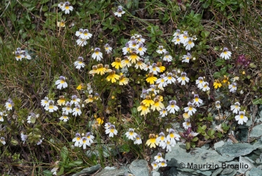 Immagine 3 di 4 - Euphrasia alpina Lam.