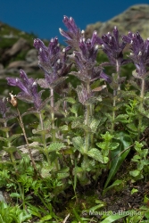 Immagine 1 di 4 - Bartsia alpina L.