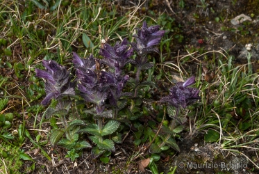 Immagine 2 di 4 - Bartsia alpina L.