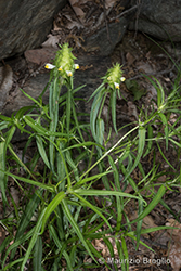 Immagine 4 di 6 - Melampyrum cristatum L.