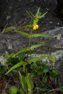 Melampyrum sylvaticum L.
