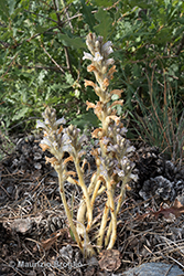 Immagine 1 di 8 - Phelipanche ramosa (L.) Pomel
