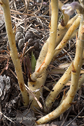 Immagine 3 di 8 - Phelipanche ramosa (L.) Pomel
