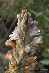 Immagine 4 di 8 - Phelipanche ramosa (L.) Pomel