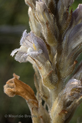 Immagine 5 di 8 - Phelipanche ramosa (L.) Pomel