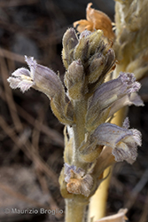 Immagine 6 di 8 - Phelipanche ramosa (L.) Pomel