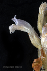 Immagine 7 di 8 - Phelipanche ramosa (L.) Pomel