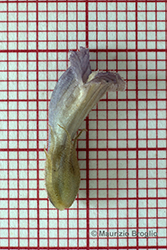 Immagine 8 di 8 - Phelipanche ramosa (L.) Pomel