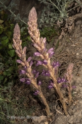 Immagine 1 di 3 - Phelipanche arenaria (Borkh.) Pomel