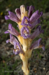 Immagine 2 di 3 - Phelipanche arenaria (Borkh.) Pomel