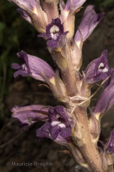 Immagine 3 di 3 - Phelipanche arenaria (Borkh.) Pomel