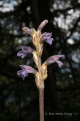 Immagine 1 di 8 - Phelipanche purpurea (Jacq.) Soják