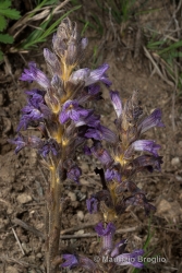 Immagine 2 di 8 - Phelipanche purpurea (Jacq.) Soják
