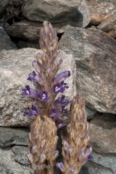 Immagine 3 di 8 - Phelipanche purpurea (Jacq.) Soják
