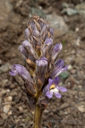 Immagine 4 di 8 - Phelipanche purpurea (Jacq.) Soják