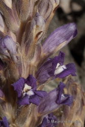 Immagine 6 di 8 - Phelipanche purpurea (Jacq.) Soják