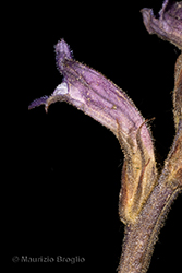 Immagine 8 di 8 - Phelipanche purpurea (Jacq.) Soják