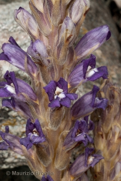 Phelipanche purpurea (Jacq.) Soják
