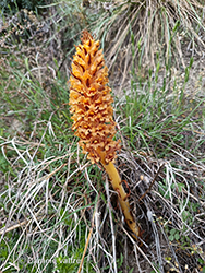 Immagine 8 di 9 - Orobanche elatior Sutton
