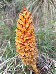 Immagine 9 di 9 - Orobanche elatior Sutton