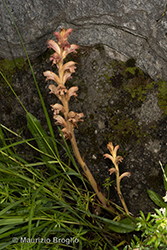 Immagine 1 di 10 - Orobanche caryophyllacea Sm.