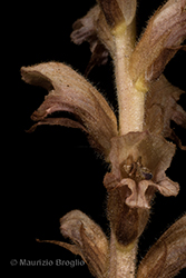 Immagine 2 di 10 - Orobanche caryophyllacea Sm.