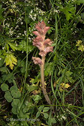 Immagine 3 di 10 - Orobanche caryophyllacea Sm.