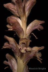 Immagine 4 di 10 - Orobanche caryophyllacea Sm.