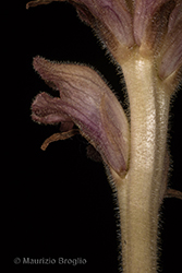 Immagine 5 di 10 - Orobanche caryophyllacea Sm.