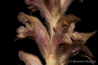 Immagine 6 di 10 - Orobanche caryophyllacea Sm.