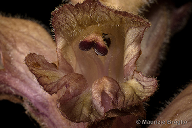 Immagine 7 di 10 - Orobanche caryophyllacea Sm.