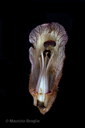 Immagine 8 di 10 - Orobanche caryophyllacea Sm.