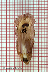 Immagine 9 di 10 - Orobanche caryophyllacea Sm.
