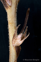 Immagine 10 di 10 - Orobanche caryophyllacea Sm.