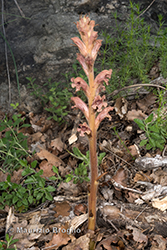 Immagine 11 di 11 - Orobanche caryophyllacea Sm.