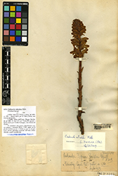 Immagine 1 di 1 - Orobanche reticulata Wallr.