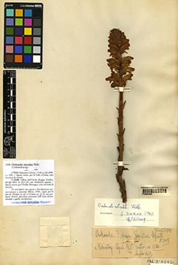 Orobanche reticulata Wallr.