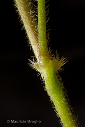 Immagine 6 di 9 - Oxalis corniculata L.