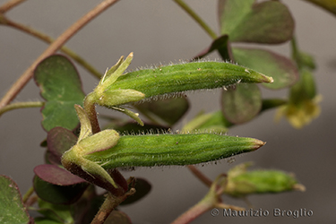 Immagine 7 di 9 - Oxalis corniculata L.