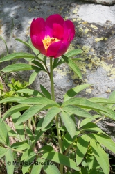 Immagine 5 di 6 - Paeonia officinalis L.